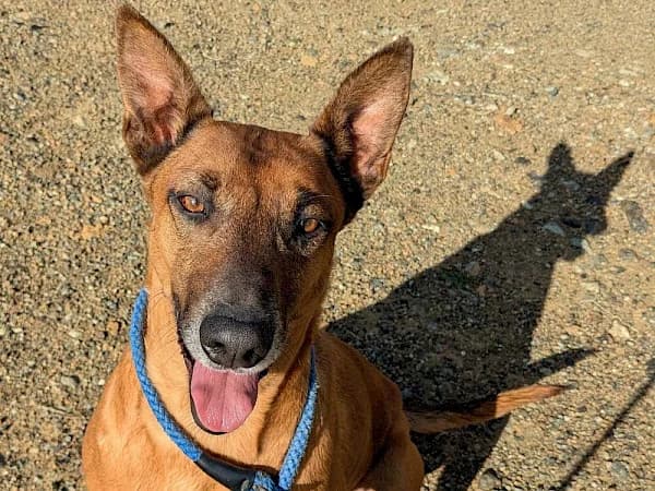 Ranger, male 4yo mixed breed for adoption at ADANA Costa del Sol, Estepona