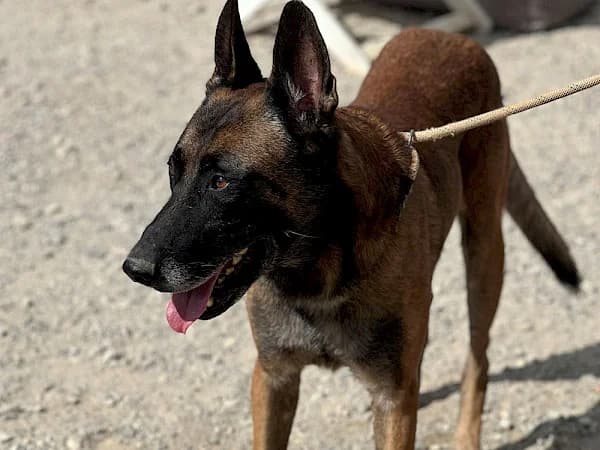 Rex, male 7yo Belgian Malinois for adoption at ADANA Costa del Sol, Estepona