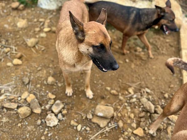 Rex 2, male mixed breed for adoption at ADANA Costa del Sol, Estepona