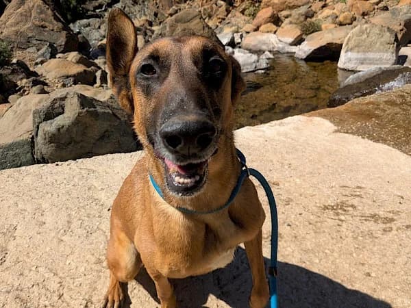 Roby, male 5yo mixed breed for adoption at ADANA Costa del Sol, Estepona