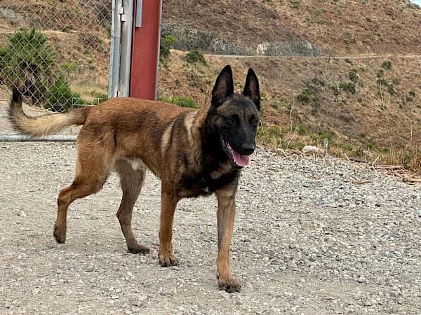 Rosco, male young Belgian Malinois for adoption at ADANA Costa del Sol, Estepona