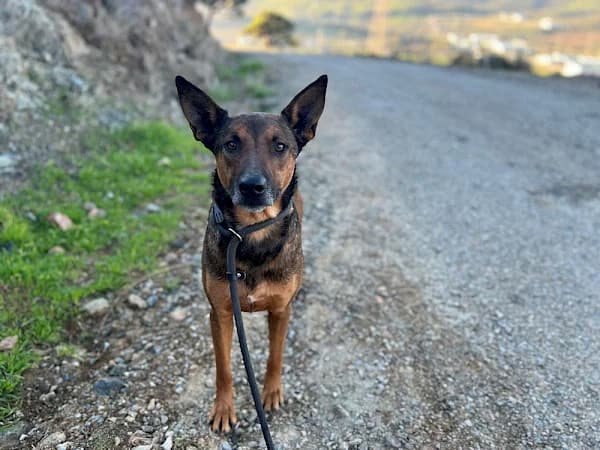 Romeo, male 3yo Belgian Malinois for adoption at ADANA Costa del Sol, Estepona