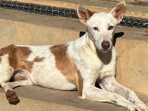 Sally, female 6yo Podenco for adoption at ADANA Costa del Sol, Estepona
