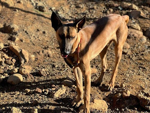 Syd, male mixed breed for adoption at ADANA Costa del Sol, Estepona