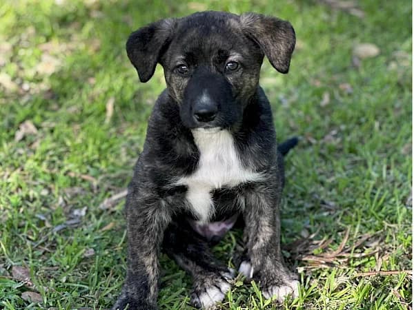 Tiny, Podenco (ADANA Costa del Sol)