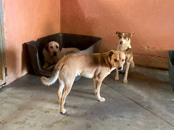 Tribute, male mixed breed for adoption at ADANA Costa del Sol, Estepona