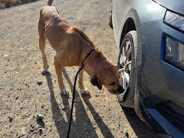 Trinity, female mixed breed for adoption at ADANA Costa del Sol, Estepona