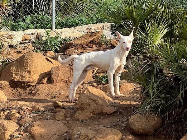 Wesley, white male Podenco for adoption at ADANA Costa del Sol, Estepona