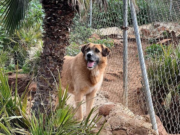 Wolfy, male senior mixed breed for adoption at ADANA Costa del Sol, Estepona
