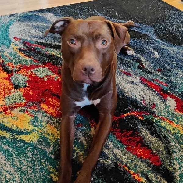 Ässä, female American Staffordshire Terrier for adoption at HESY, Helsinki