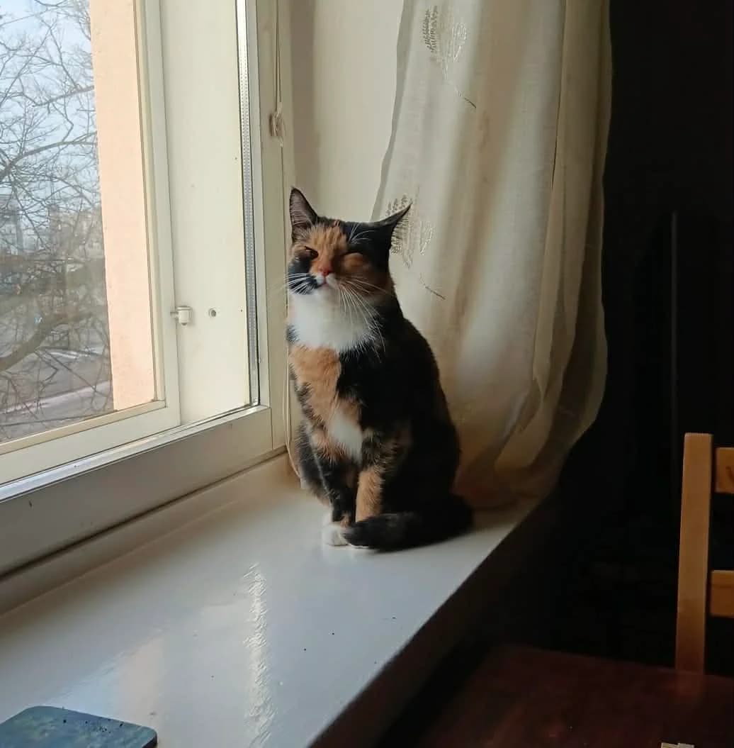 Buebi, female 4yo Mixed Breed for adoption at Rekku Rescue ry, Helsinki
