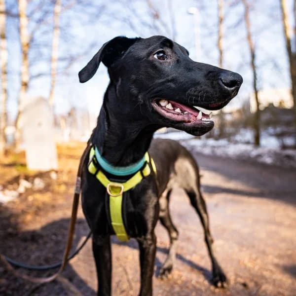 Chilli, male Mixed Breed for adoption at HESY, Helsinki