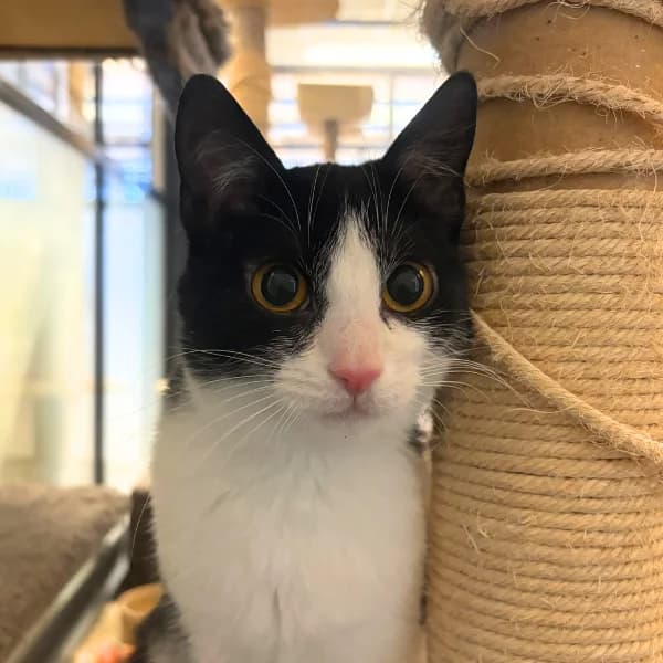 Esteri ja Nessi, female mixed breed for adoption at HESY, Helsinki