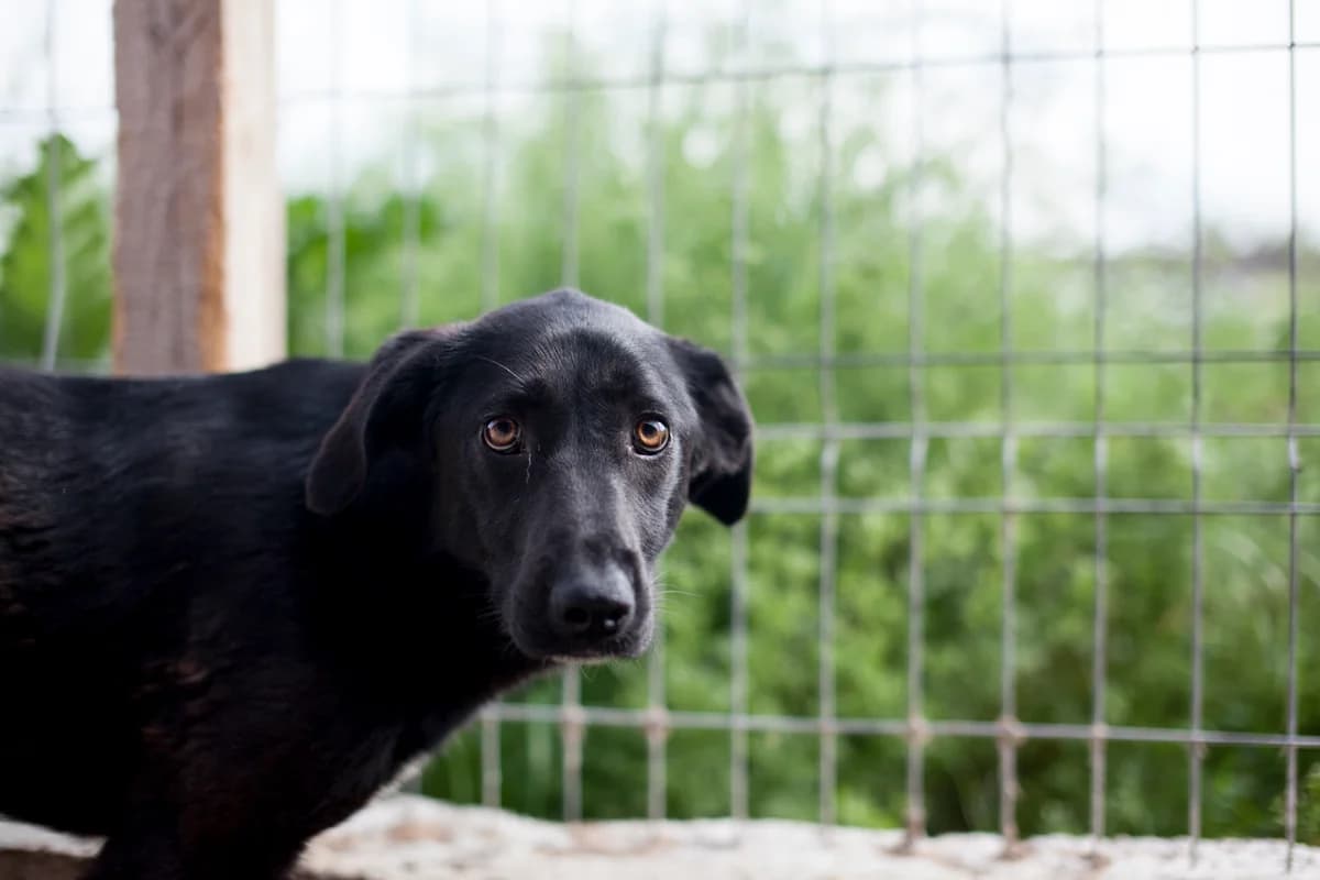 Alessia, Mixed Breed for adoption at Embla Rescue, Helsinki