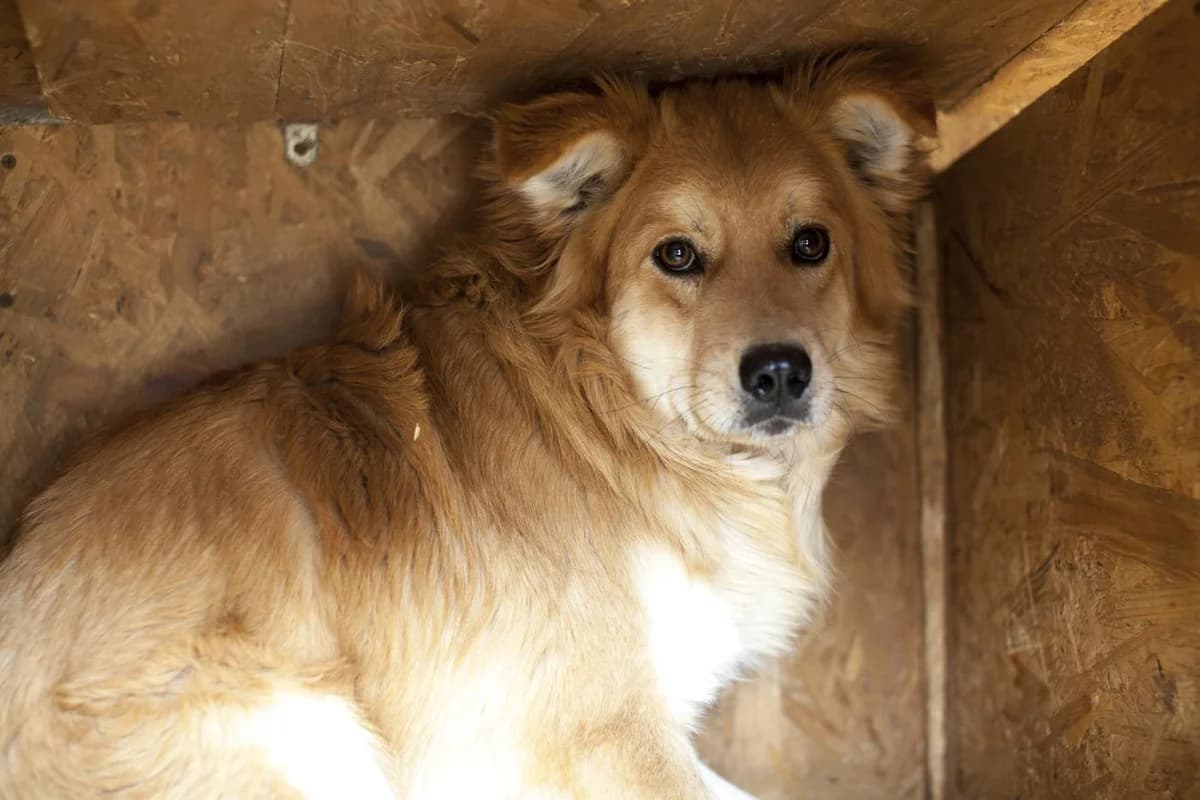 Alvar,  Mixed Breed for adoption at Embla Rescue, Helsinki