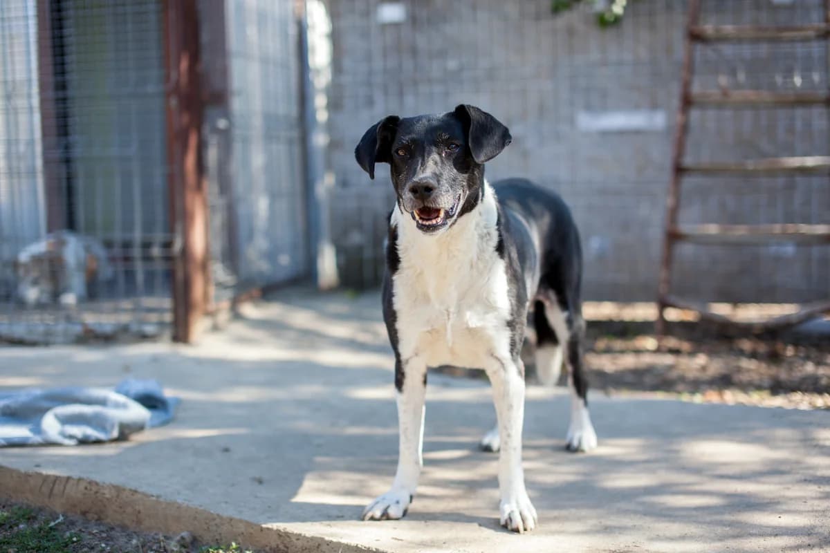 Angie,  Mixed Breed for adoption at Embla Rescue, Helsinki
