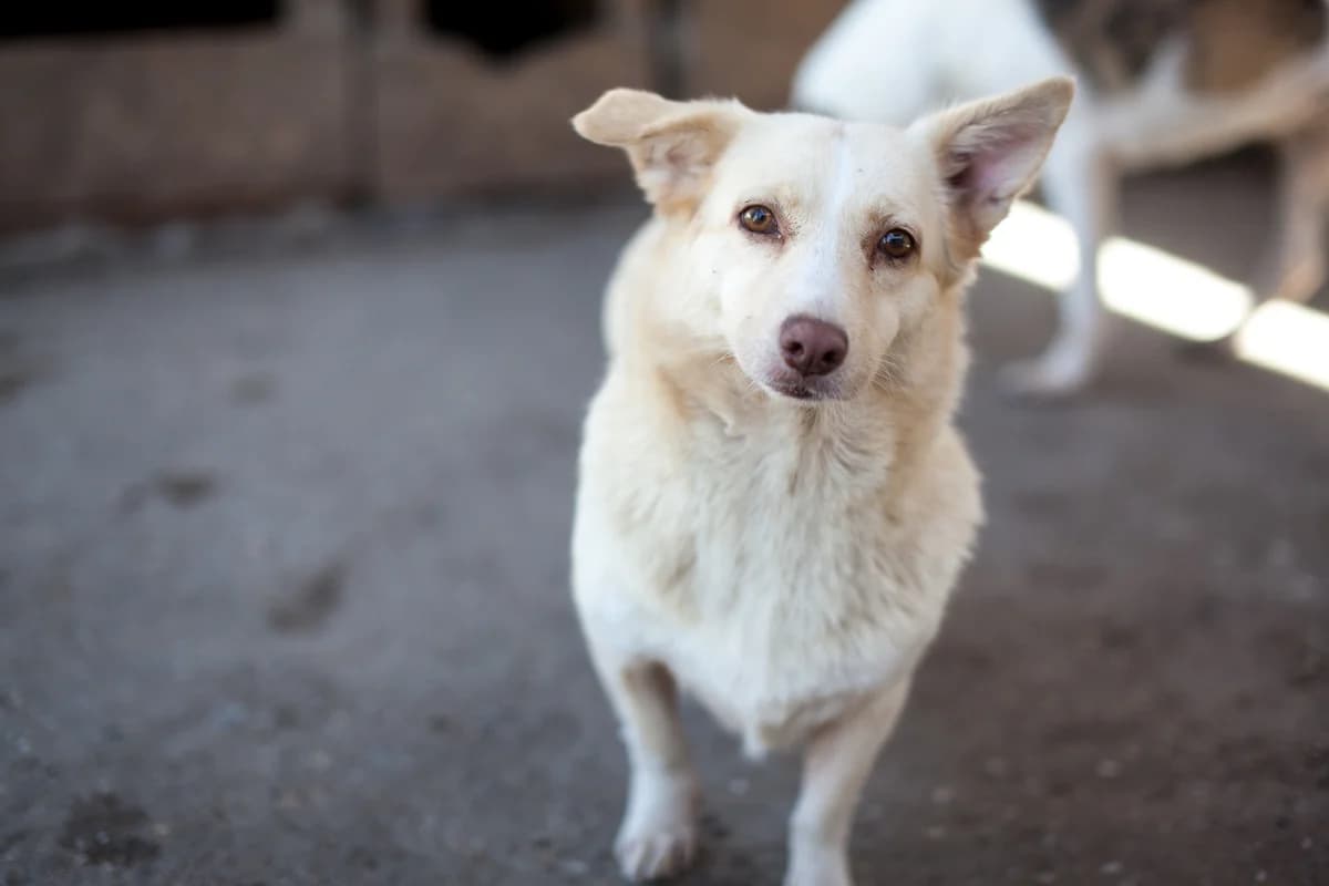 Bambi, Mixed Breed for adoption at Embla Rescue, Helsinki