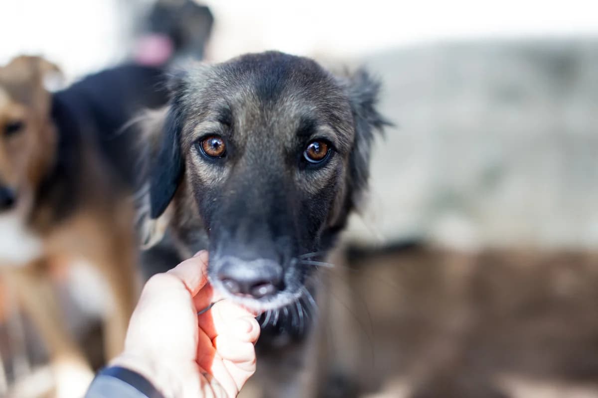Bieta, Mixed Breed for adoption at Embla Rescue, Helsinki