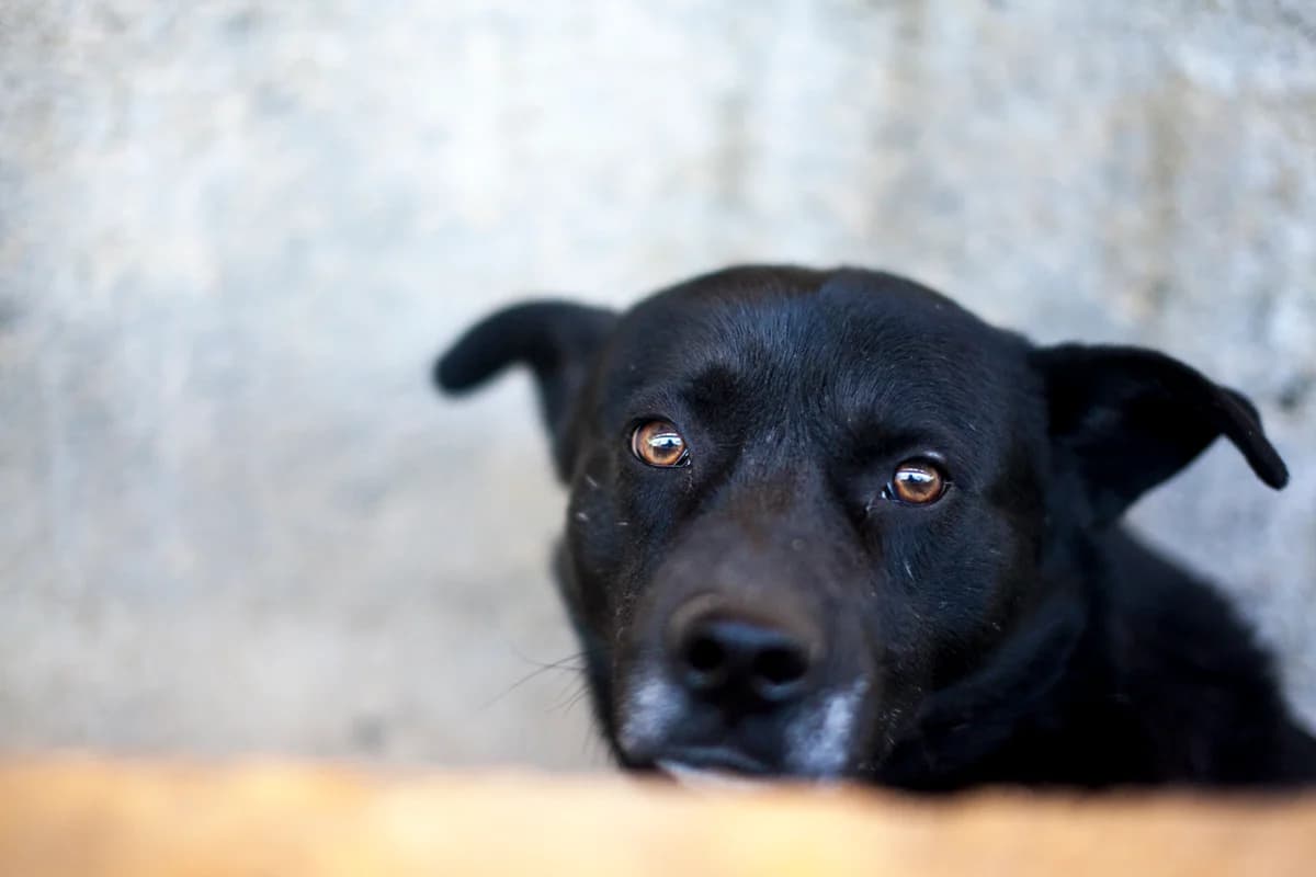 Blaine, Mixed Breed for adoption at Embla Rescue, Helsinki