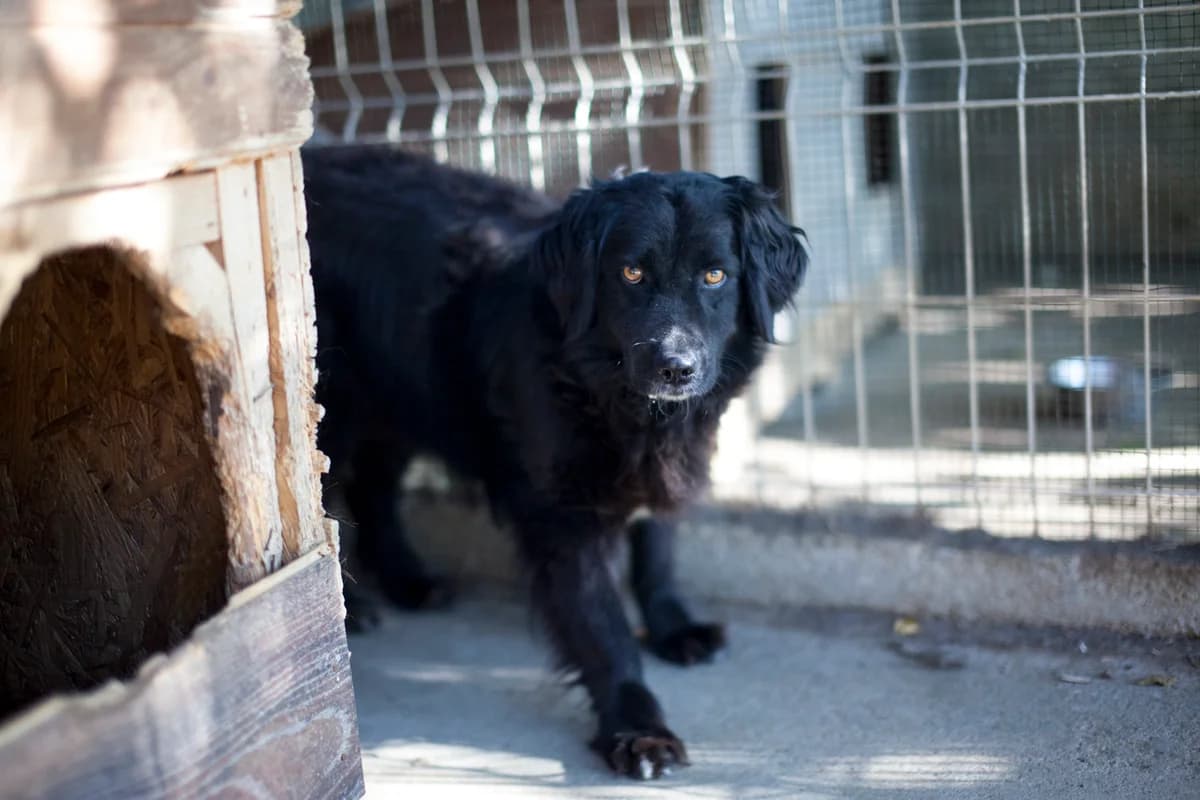 Brianna, Labrador Retriever for adoption at Embla Rescue, Helsinki