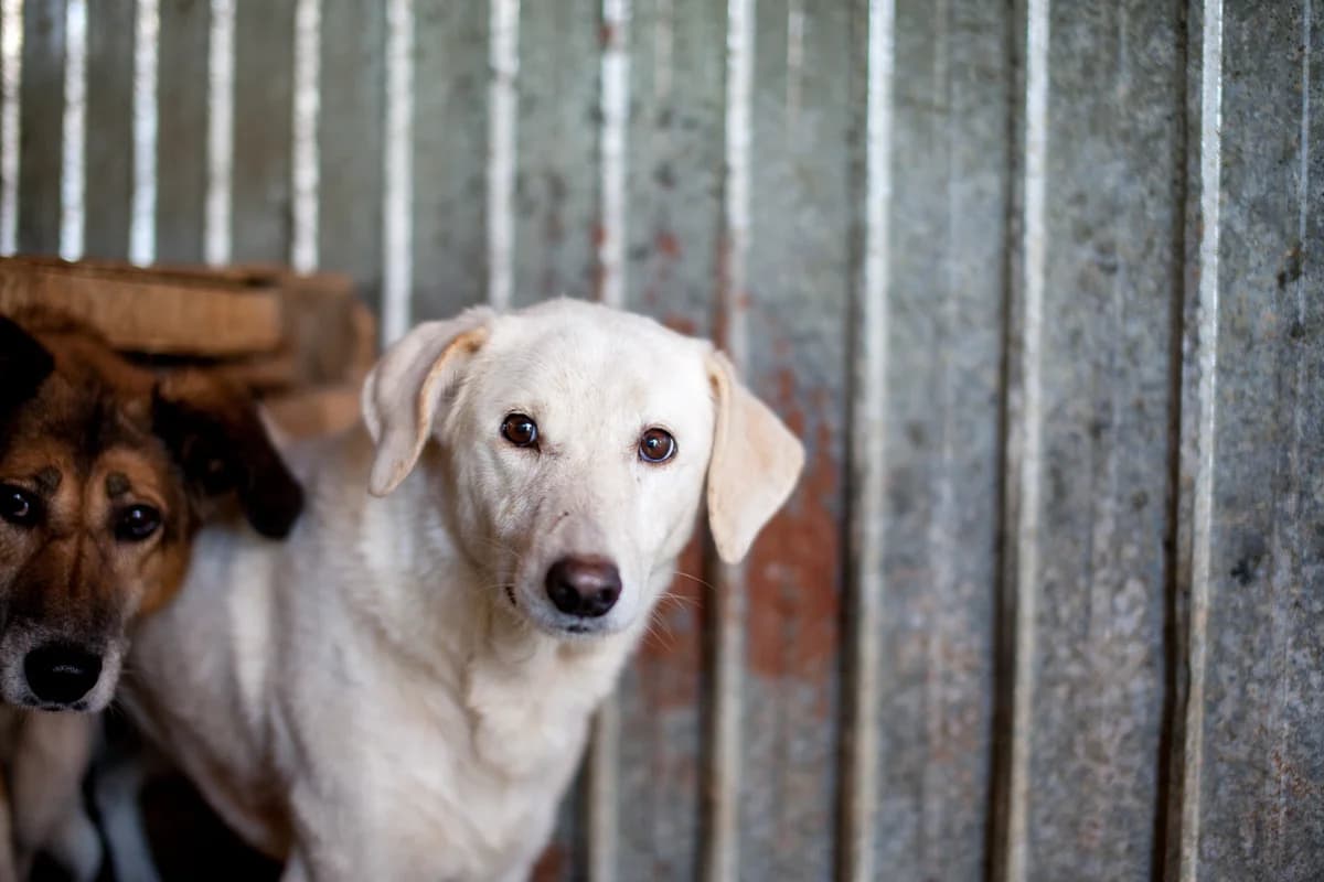 Cardo,  Mixed Breed for adoption at Embla Rescue, Helsinki