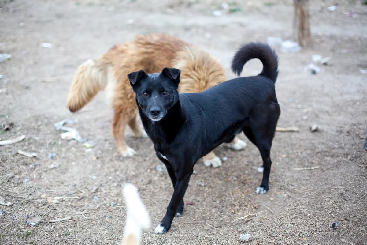 Churro, Mixed Breed for adoption at Embla Rescue, Helsinki