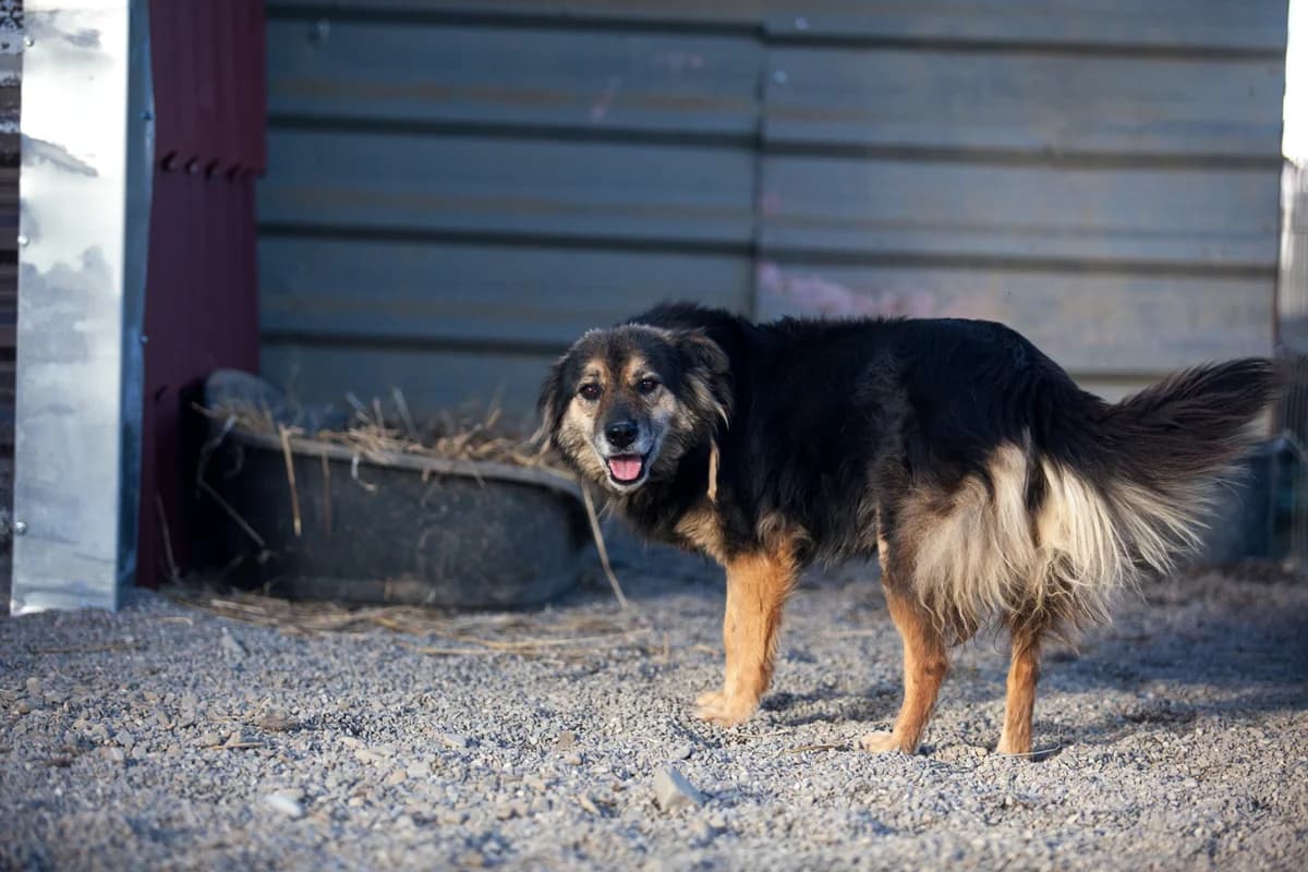 Daisy,  Mixed Breed for adoption at Embla Rescue, Helsinki