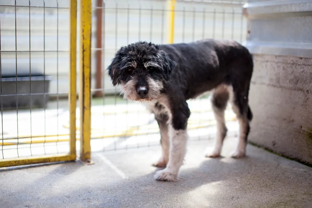 Danu,  Mixed Breed for adoption at Embla Rescue, Helsinki