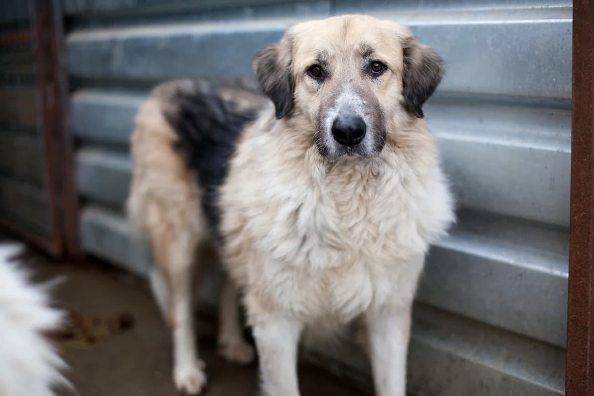 Doby, Mixed Breed for adoption at Embla Rescue, Helsinki