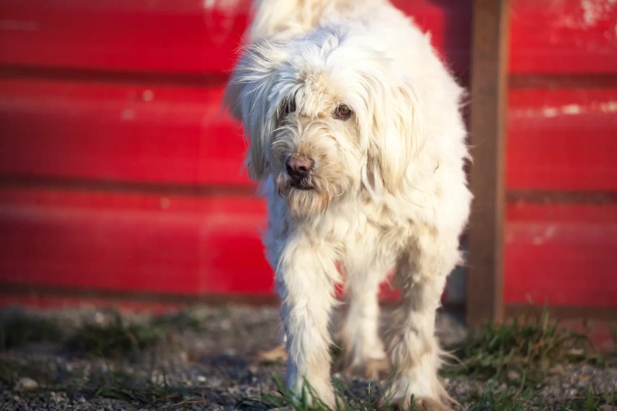 Dojano,  Mixed Breed for adoption at Embla Rescue, Helsinki