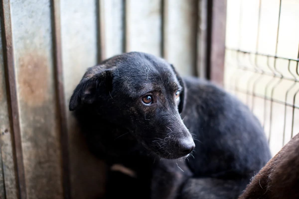 Edea,  Mixed Breed for adoption at Embla Rescue, Helsinki