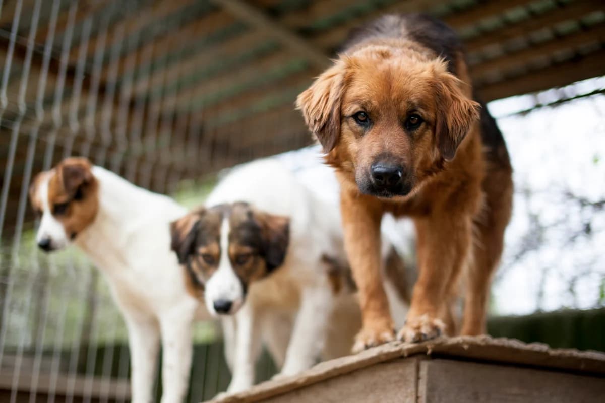 Eino, Mixed Breed for adoption at Embla Rescue, Helsinki