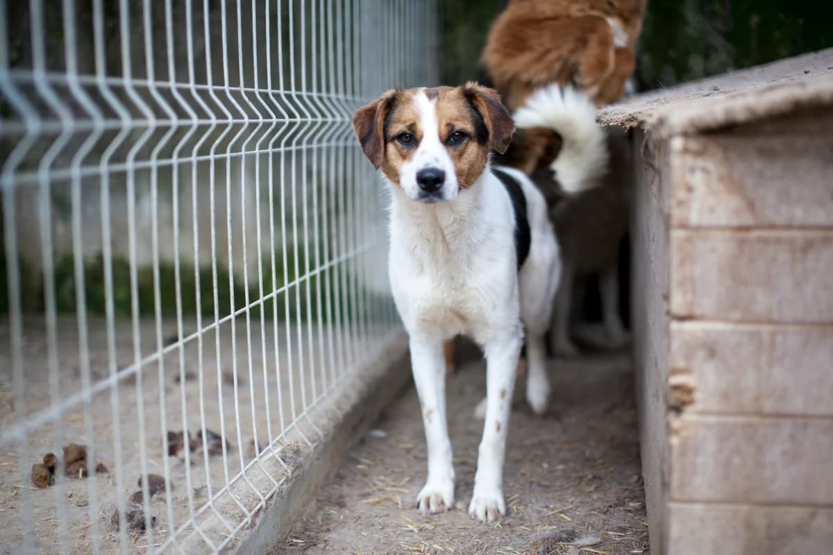 Elma,  Mixed Breed for adoption at Embla Rescue, Helsinki