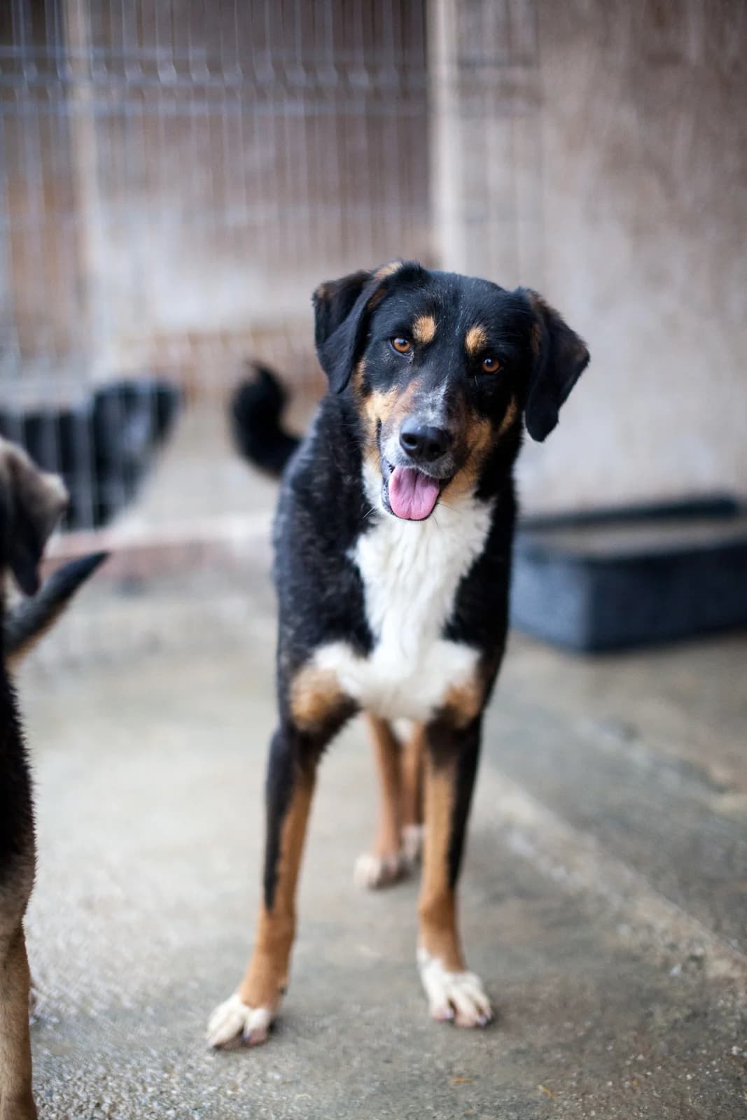 Elvis,  Mixed Breed for adoption at Embla Rescue, Helsinki