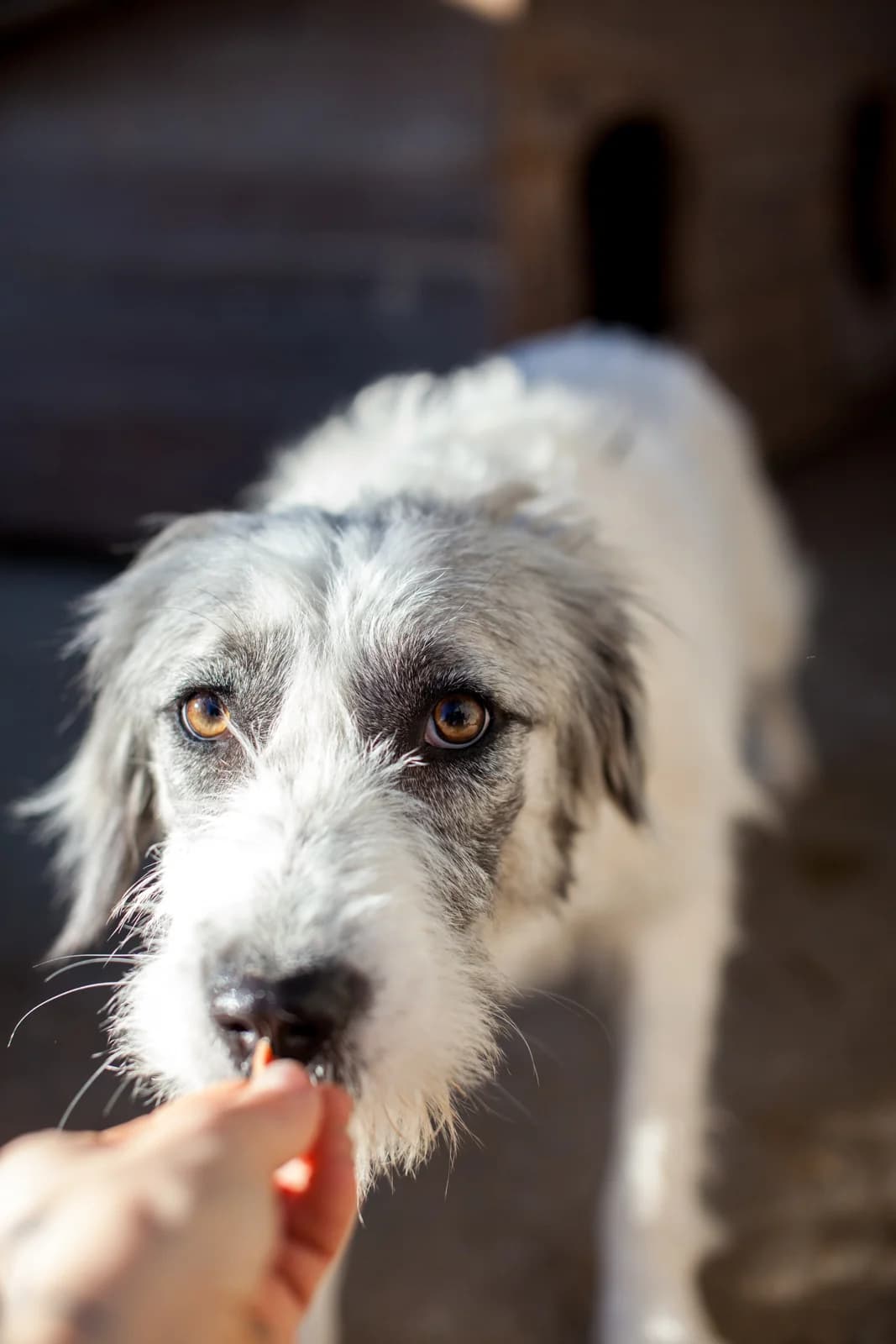 Fanni,  Mixed Breed for adoption at Embla Rescue, Helsinki