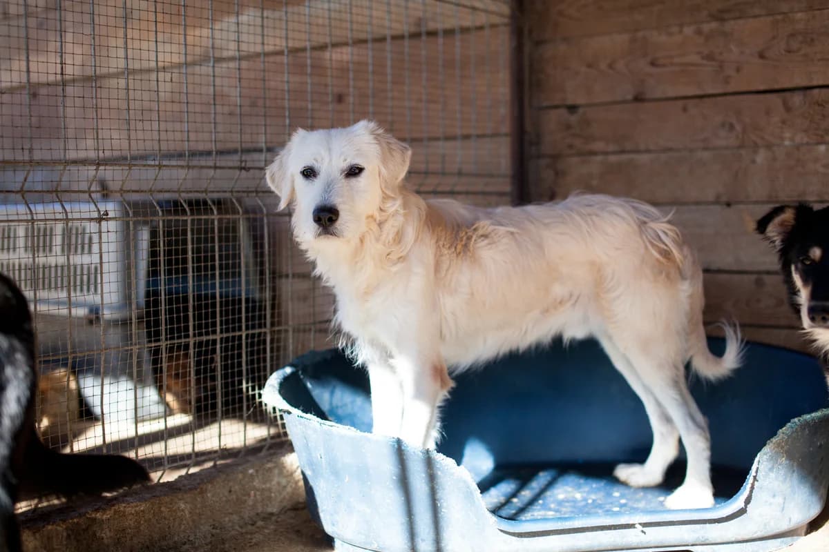Florian,  Mixed Breed for adoption at Embla Rescue, Helsinki
