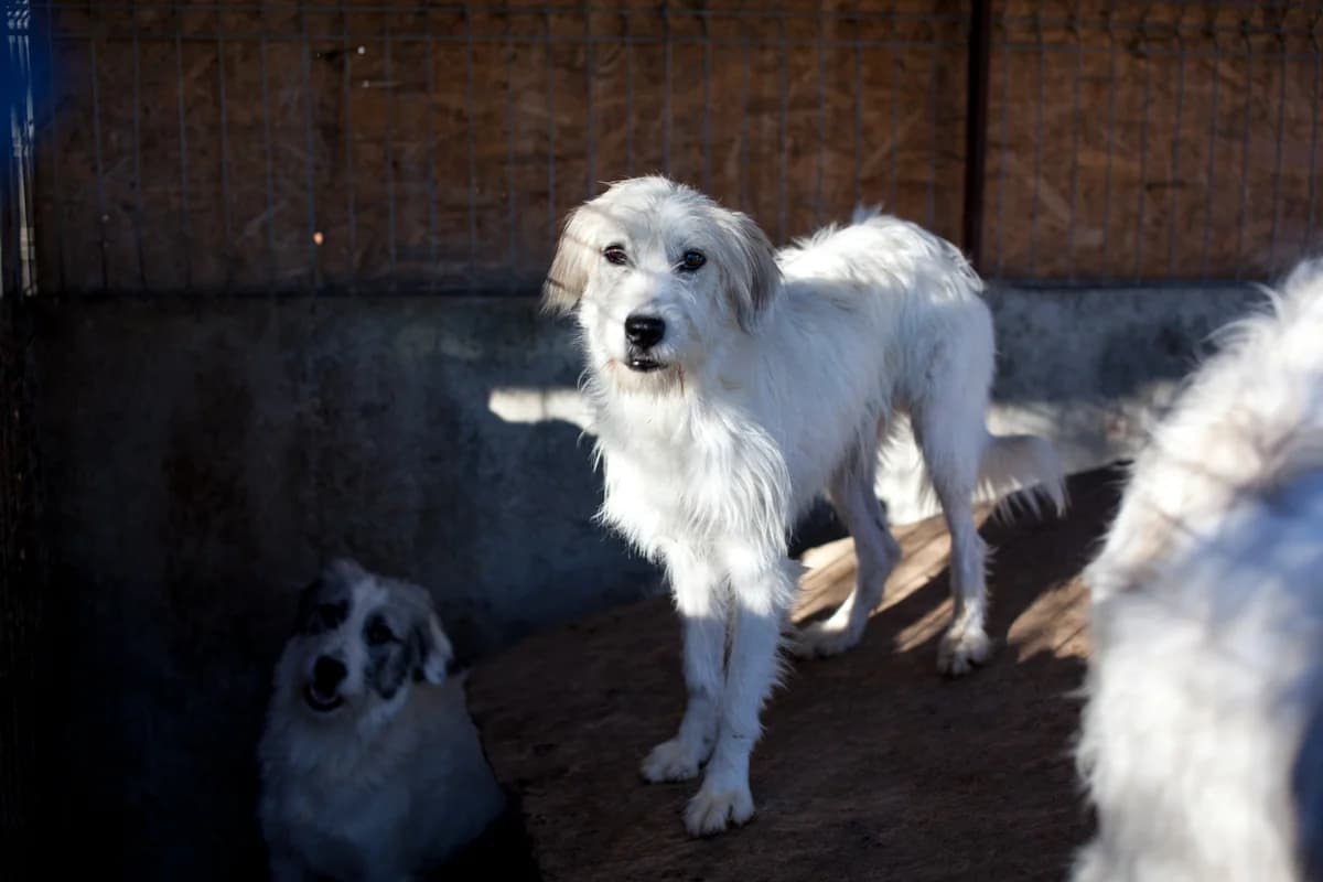 Frida, 4yo Mixed Breed for adoption at Embla Rescue, Helsinki