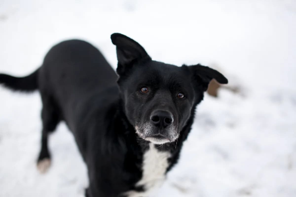 Frodo, senior Mixed Breed for adoption at Embla Rescue, Helsinki