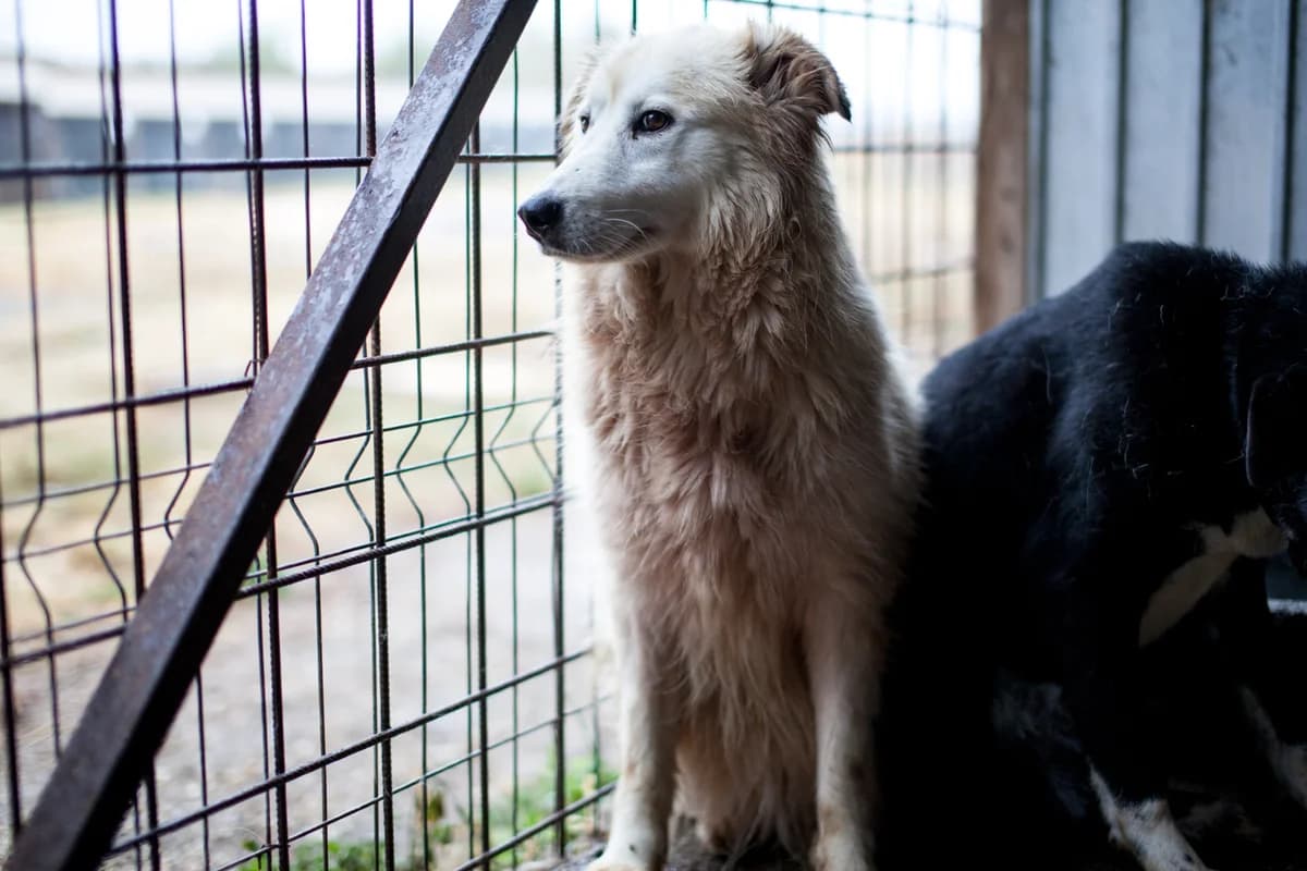 Halla,  Husky for adoption at Embla Rescue, Helsinki