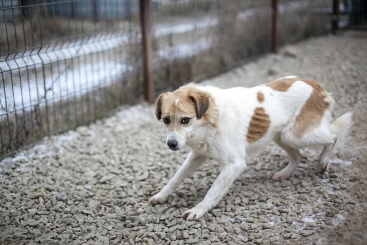 Hanuta, Mixed Breed for adoption at Embla Rescue, Helsinki