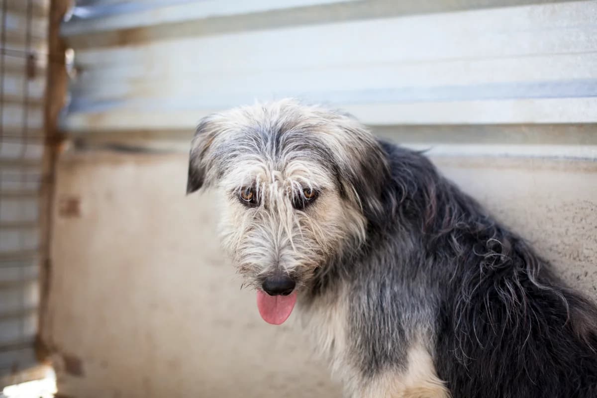 Ibano,  Mixed Breed for adoption at Embla Rescue, Helsinki