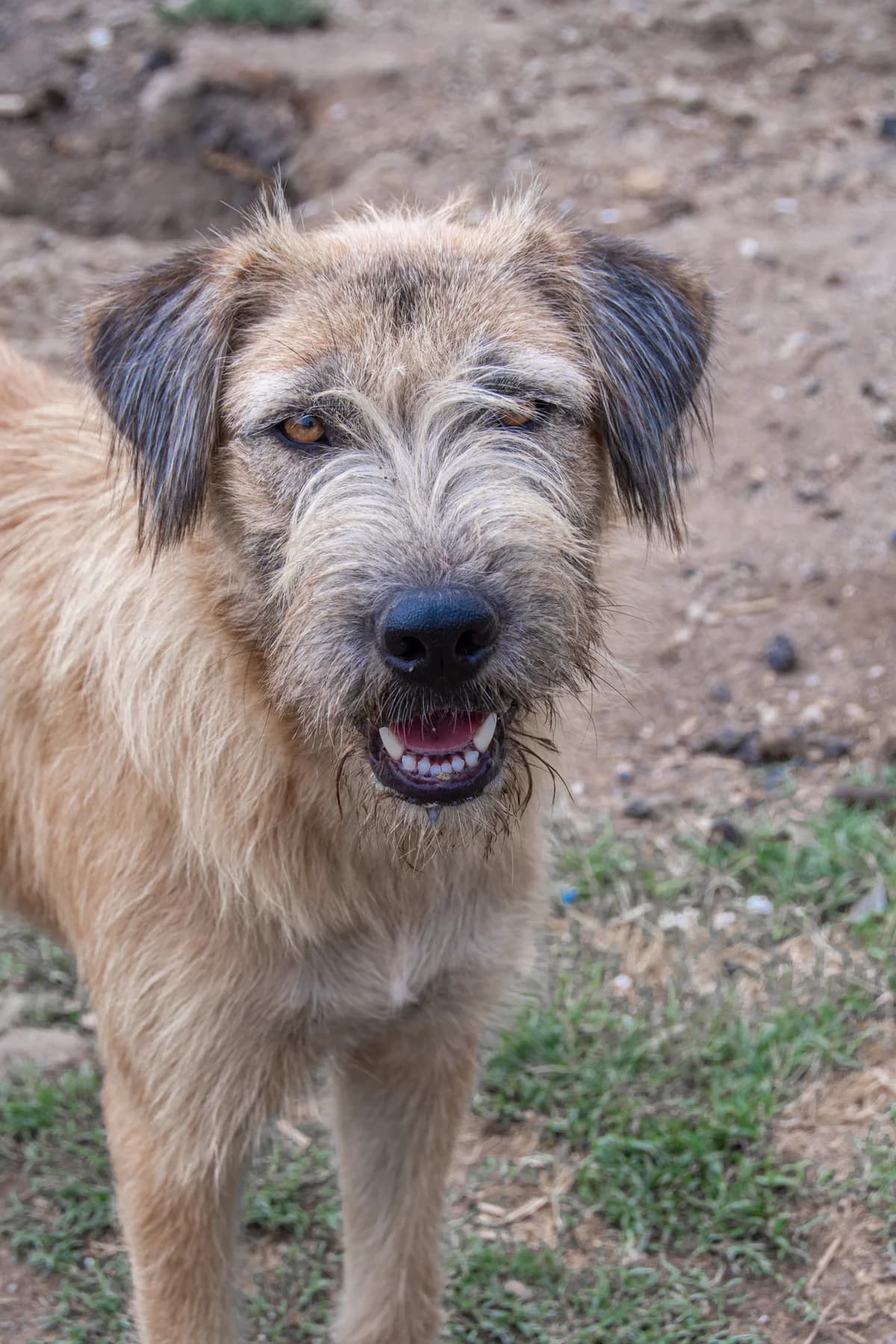 Indi, Mixed Breed for adoption at Embla Rescue, Helsinki