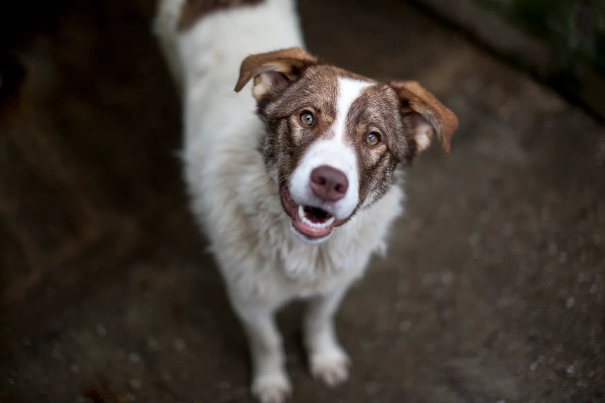 Kea,  Mixed Breed for adoption at Embla Rescue, Helsinki