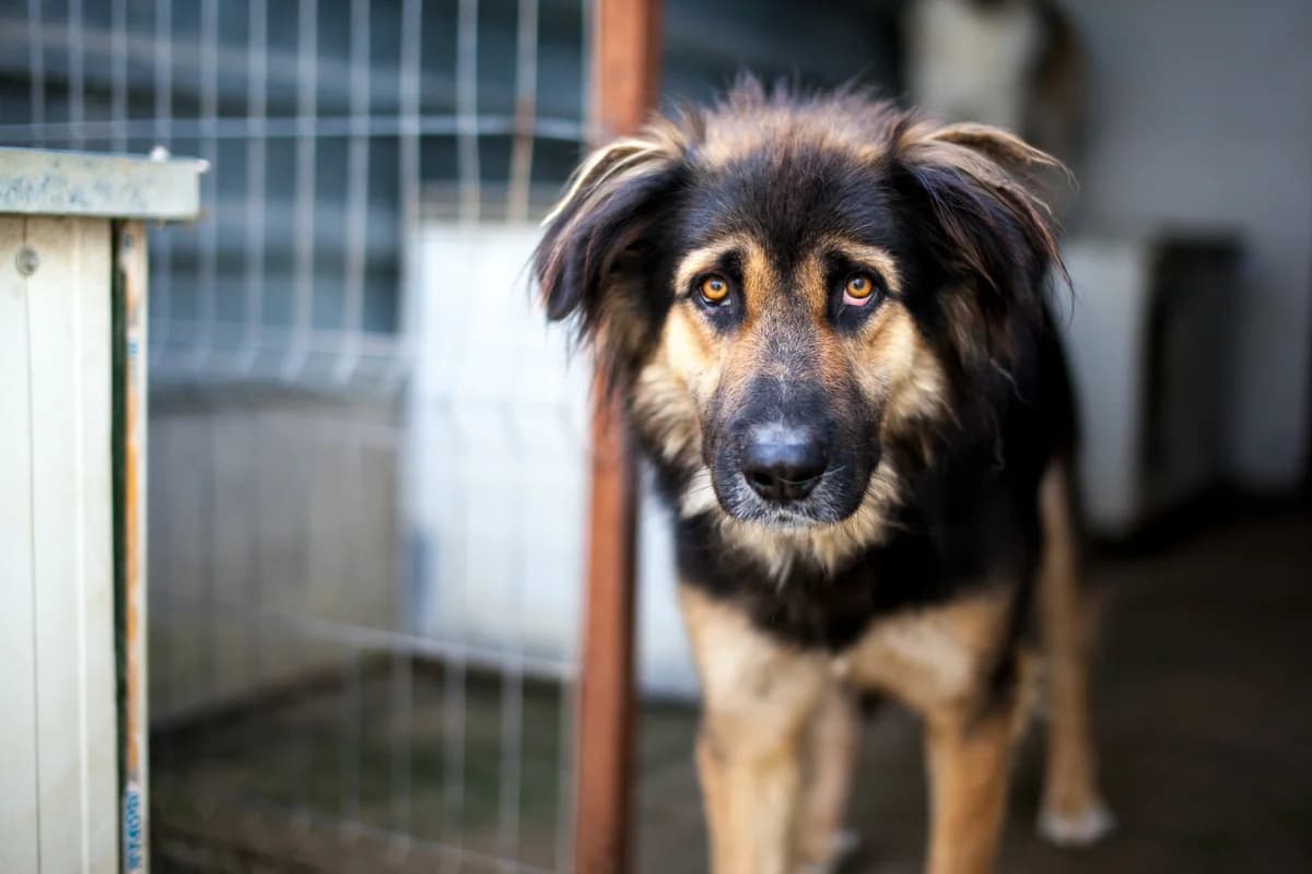 Koda, Mixed Breed for adoption at Embla Rescue, Helsinki