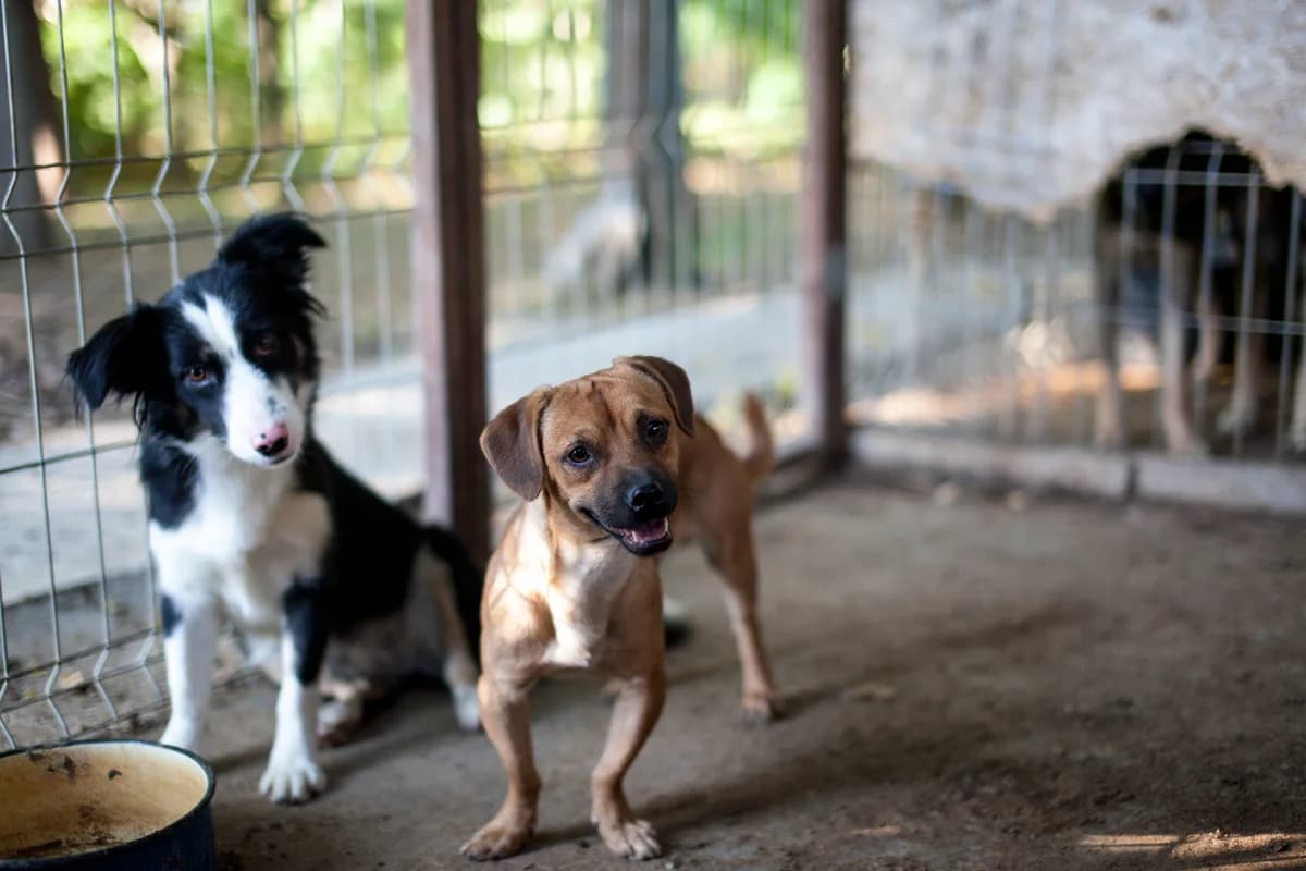 Lantus, Mixed Breed for adoption at Embla Rescue, Helsinki