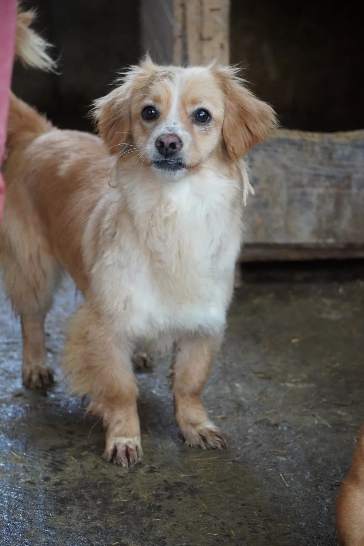 Lemon, Mixed Breed for adoption at Embla Rescue, Helsinki
