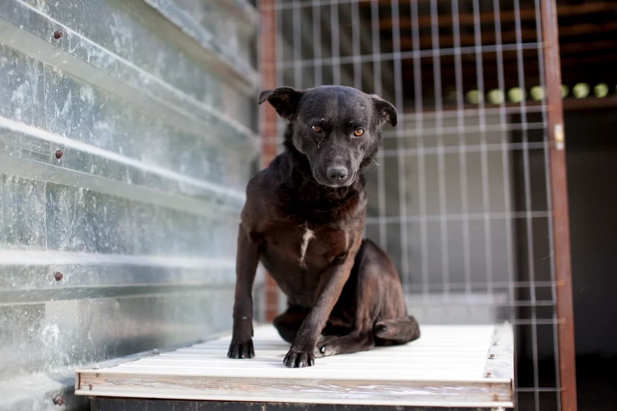Lira,  Mixed Breed for adoption at Embla Rescue, Helsinki