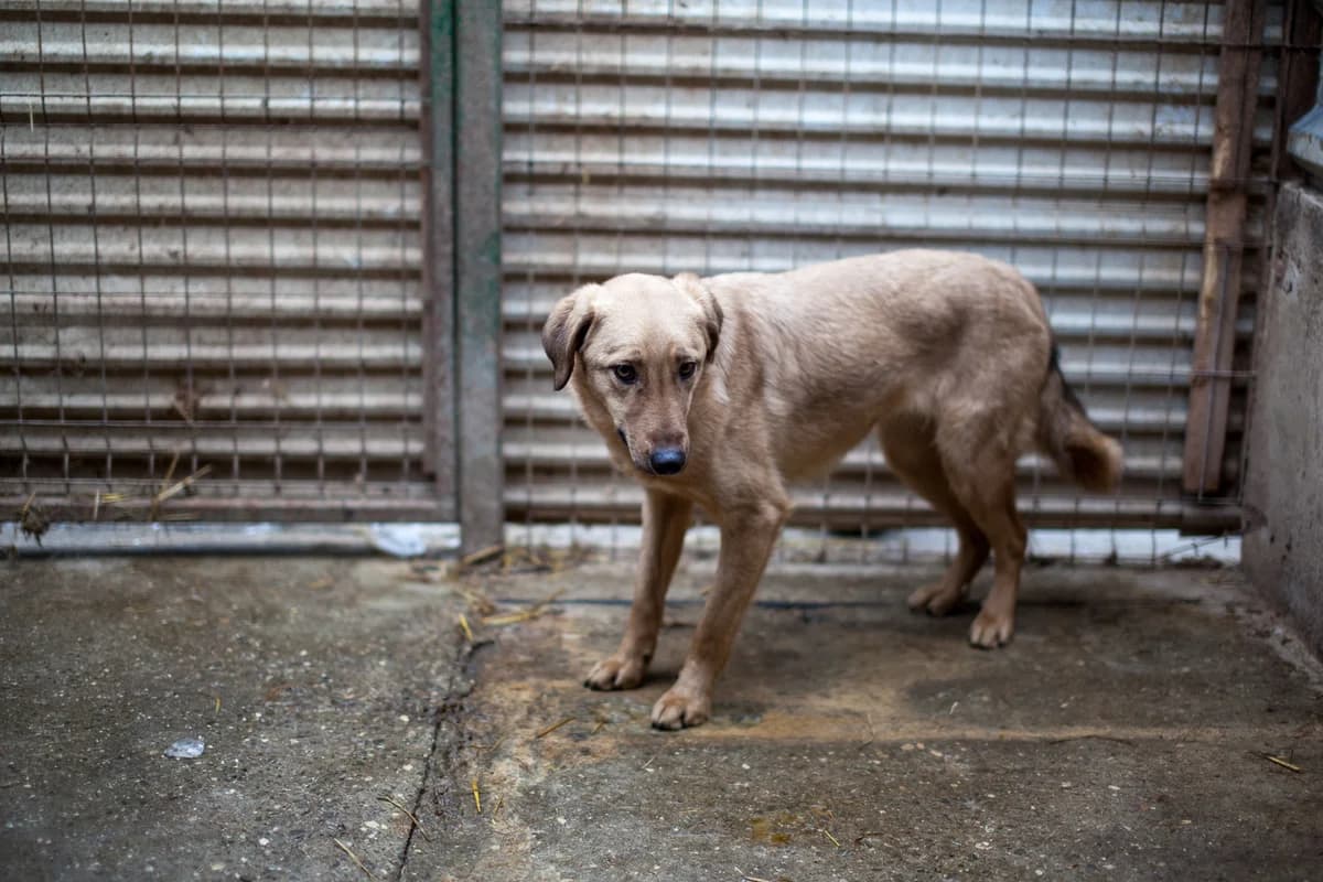 London, Mixed Breed for adoption at Embla Rescue, Helsinki