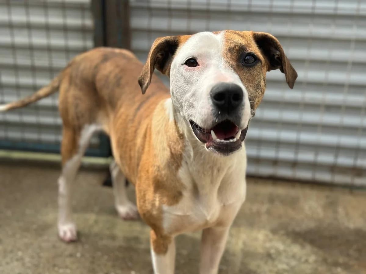 Madde,  Mixed Breed for adoption at Embla Rescue, Helsinki