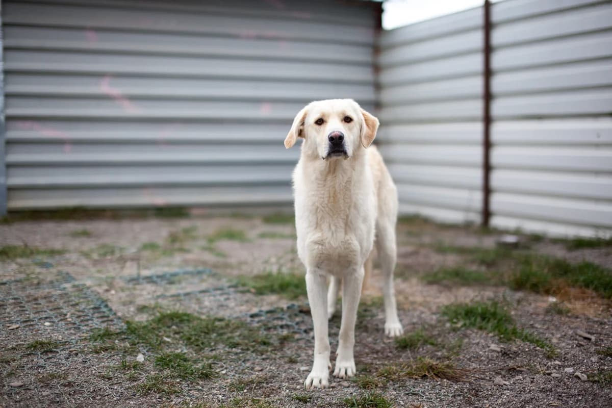 Maja,  Mixed Breed for adoption at Embla Rescue, Helsinki